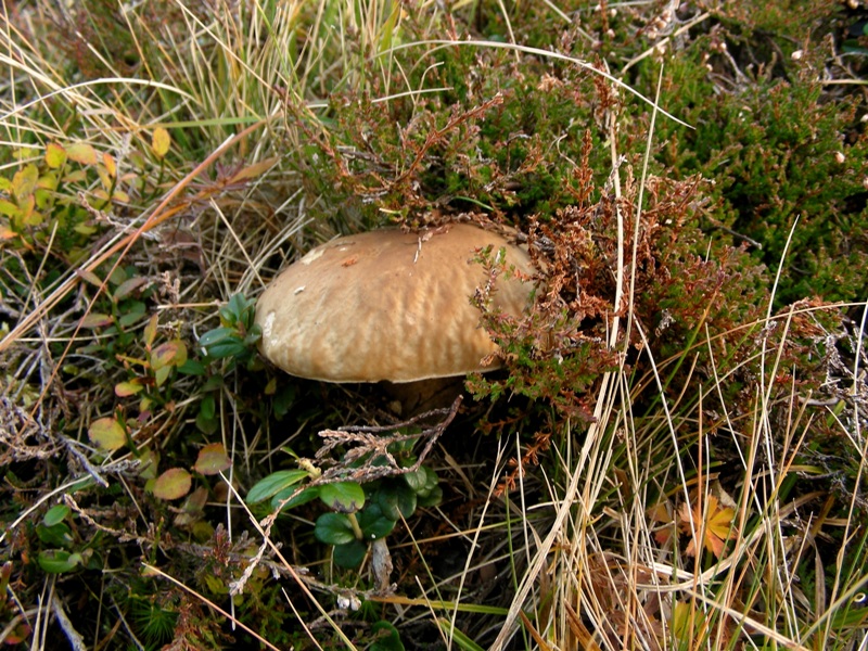 Viva le Hygrocybe!!!